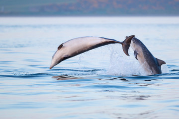 Obraz premium Happy playful wild bottlenose dolphins