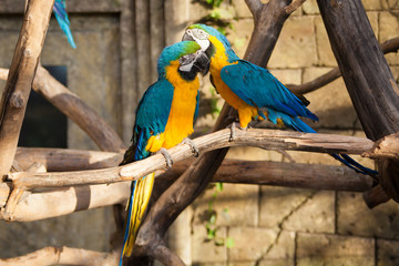 parrot on a branch in the zoo