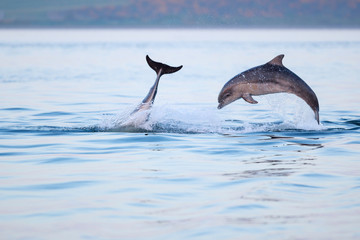 Happy playful wild bottlenose dolphins