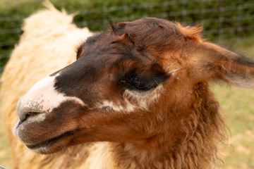 Close up of face lama.