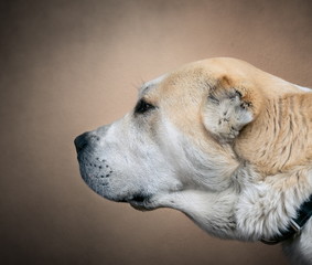 Central Asian Shepherd Dog. Alabai portrait