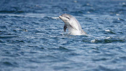 Happy playful wild bottlenose dolphins