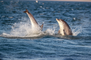 Happy playful wild bottlenose dolphins