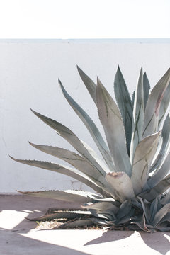agave in marfa