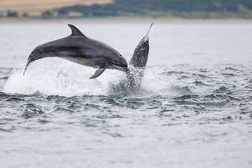 Obraz premium Happy playful wild bottlenose dolphins