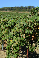 Fototapeta na wymiar vine in a field