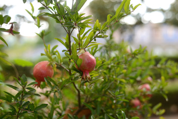 red pomegranate growing on a tree