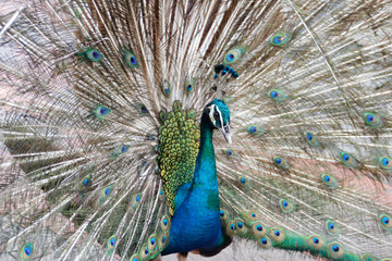 Obraz premium Beautiful peacock straightened fluffy tail with multi-colored feathers: blue and green. portrait of a peacock