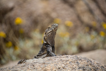 Spiny Tailed Iguana 2