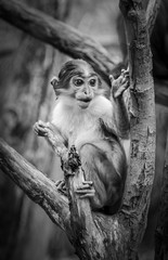 Monkey on a Tree 