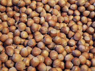 Makro von vielen Haselnuessen mit Schale