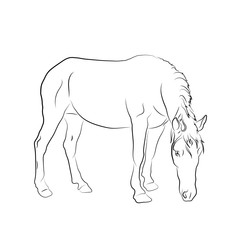 Vector illustration. Sketch of a horse
