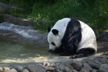giant panda