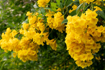 Yellow trumpet-flower beautiful in garden.
