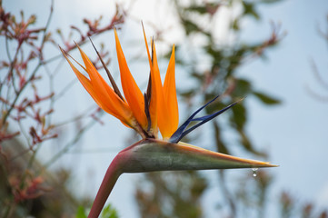 bird of paradise