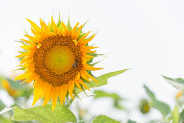 Obraz premium Una abeja se alimenta de un girasol.