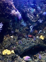 Plakat coral reef aquarium with tropical fish