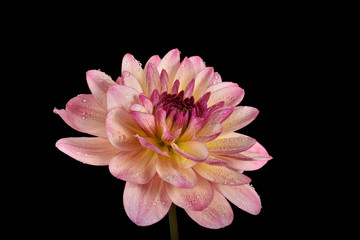 Large flower of a summer dahlia with pastel pink large petals covered with raindrops on a black background