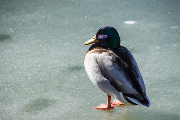male duck on ice