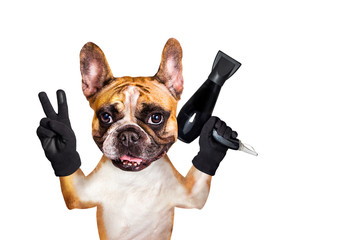 french bulldog on white isolated background keeps hairdressing tools