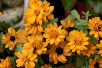 Narrowleaf Zinnia Orange flower in garden.