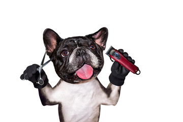 french bulldog on white isolated background keeps hairdressing tools