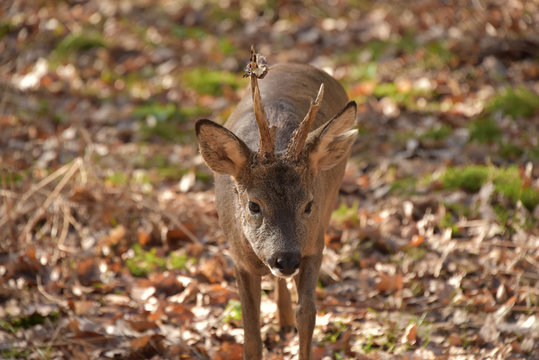 Jeune daguet en for&ecirc;t de Roumare Rouen