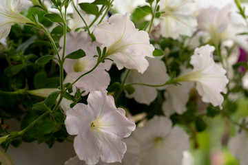 Petunia flower white color hanging with a pot in the garden.