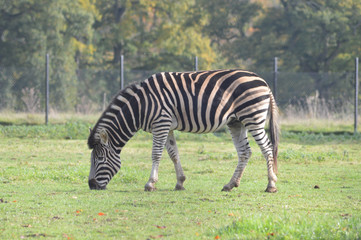 zebra in the zoo