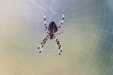 spider on web