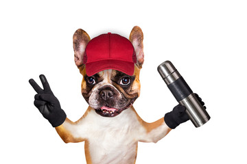 french bulldog on white isolated background keeps thermos