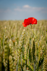 Champs de blé