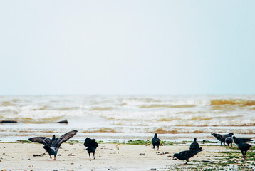 Doves on the beach