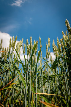 Nangis Images Browse 51 Stock Photos, Vectors, and Video Adobe Stock