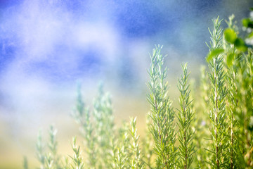 Fresh rosemary plant background