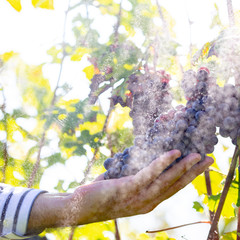 Farmer with his red grapes during autumn crop