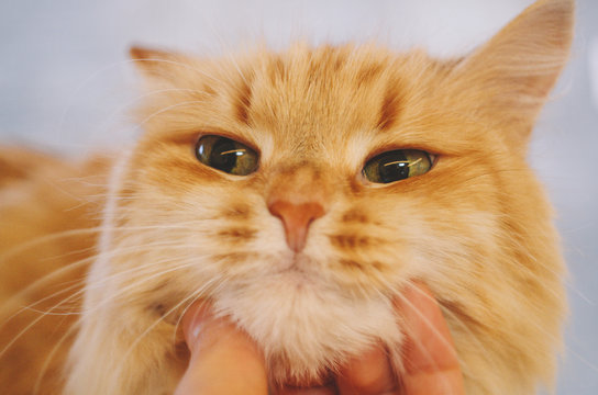 Shameless cat