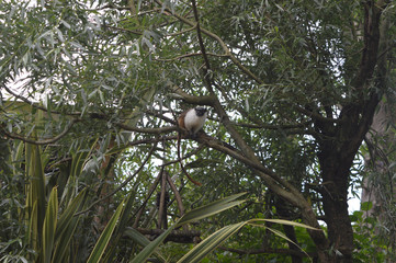 lemur in a tree