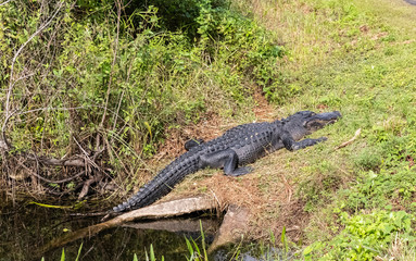 alligators