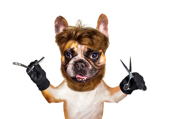 untidy french bulldog with long hair on white isolated background keeps scissors and hairdresser tools