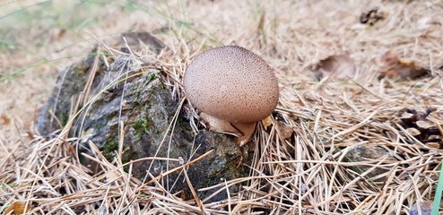 Puffball in macro view
