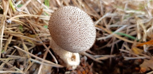 Puffball in macro view