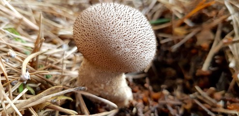 Puffball in macro view