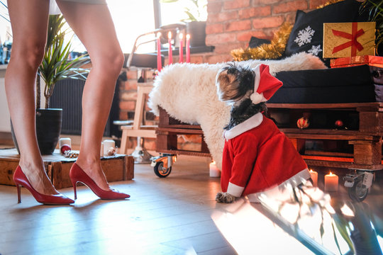 Cute Scottish terrier wearing Santa's costume lying on a floor next to the girl's legs and looking up in a decorated apartment with loft interior at Christmas time.