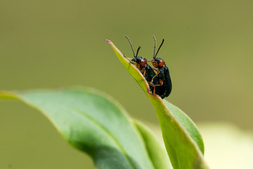 Closeof of a pair of cereal leaf beetle (Oulema spec.) in copula