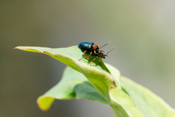 Closeof of a pair of cereal leaf beetle (Oulema spec.) in copula