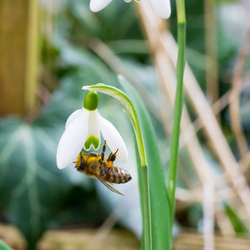Closeup of honey bee (Apis mellifera) on common snowdrop flowers (Galanthus nivalis)
