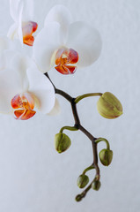 A branch of white orchid on a white background.