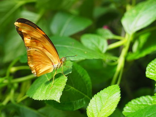Butterfly on flower on green leaves, close-up legs, wings, tentacles