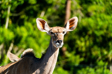 Obraz premium Deer in the wild